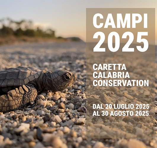 Campi di volontariato con Caretta Calabria Conservation - CSV Lombardia